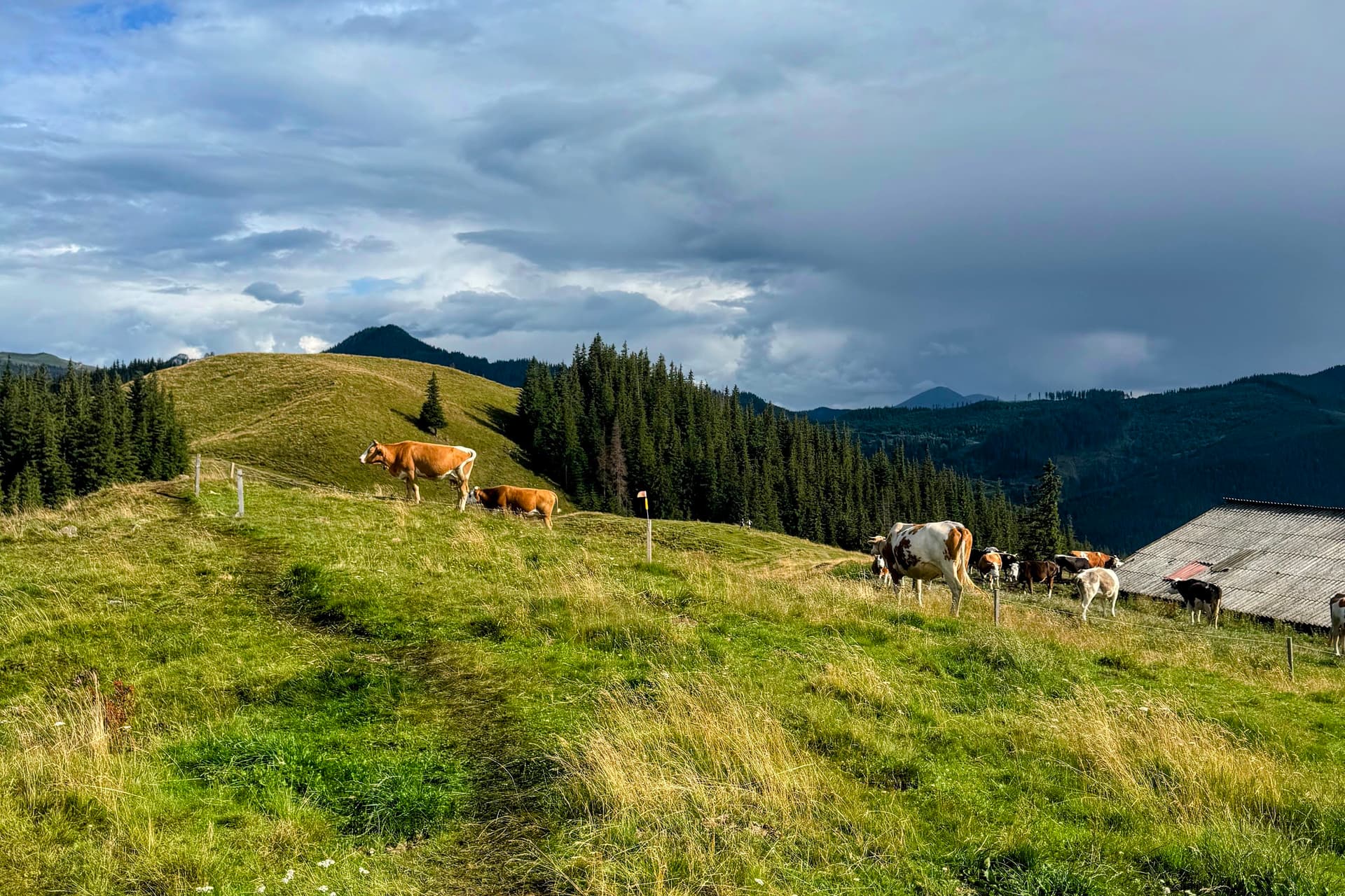 Pastoral Bucovina, under a hesitant sky