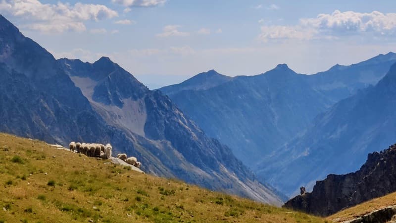 Sheeps and dog shepherd